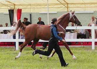 Emma Maxwell with Don Juan at the Turkish Arabian Stud in Karacabey - Photograph taken by Phil Crabill